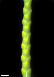Veronica armstrongii. Branchlet. Scale = 1 mm.
 Image: W.M. Malcolm © Te Papa CC-BY-NC 3.0 NZ